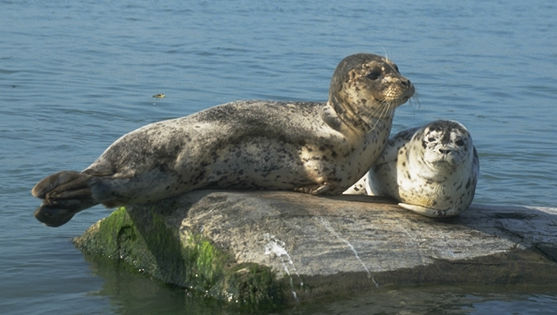 Foca Comum