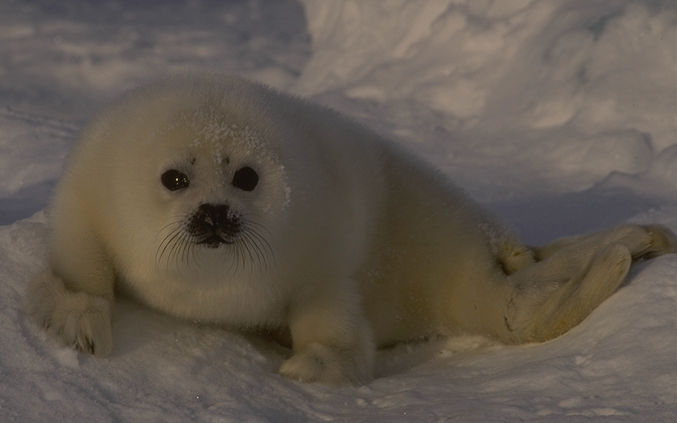 Foca da Gronelândia