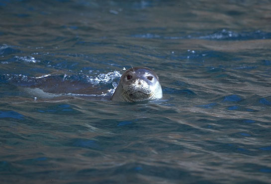 Foca-Monge